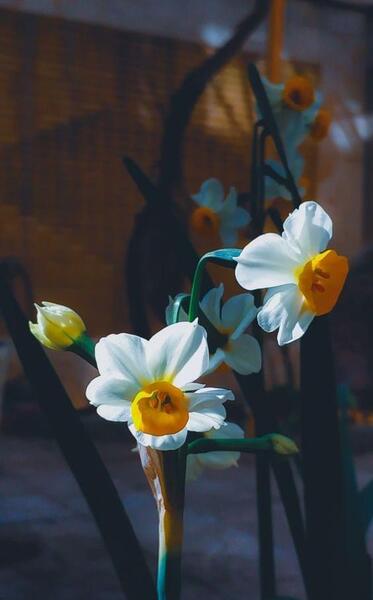 عکس تصویر زمینه گل نرگس