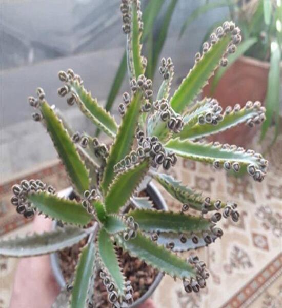 عکس گل اشک