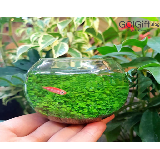 عکس گل اشک
