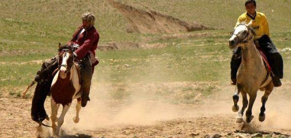 عکس اسب های افغانستان