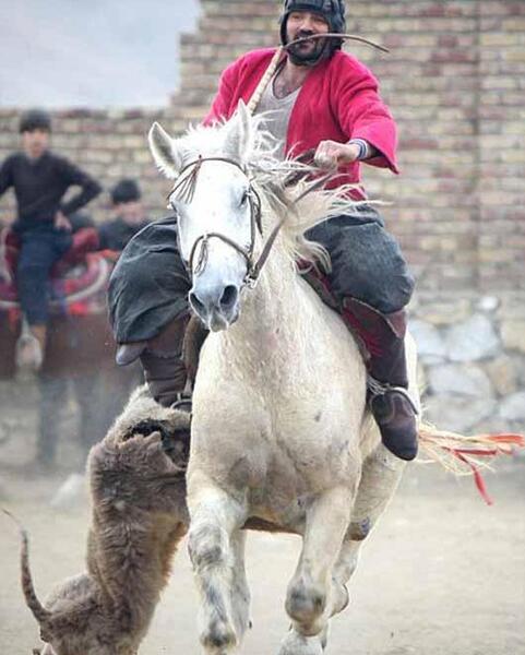 عکس اسب های افغانستان