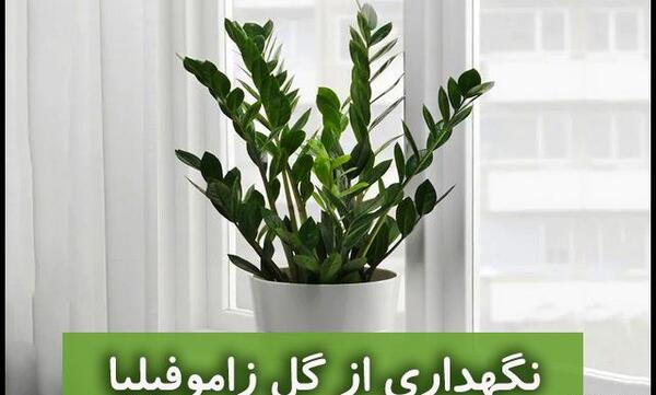 عکس خاک زاموفیلیا