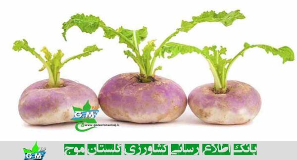 عکس دانه شلغم