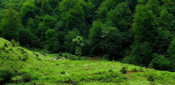 عکس طبیعت زیبای مینودشت