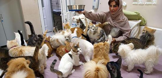 عکس سگ خانگی