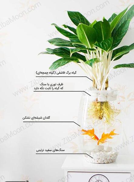 عکس سبزه عید توی تنگ ماهی
