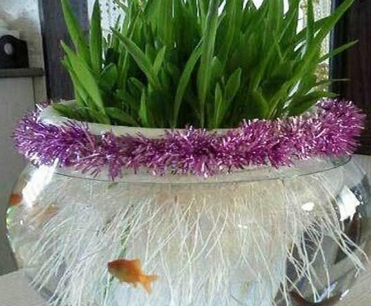 عکس سبزه عید توی تنگ ماهی