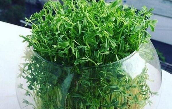 عکس سبزه عید توی تنگ ماهی