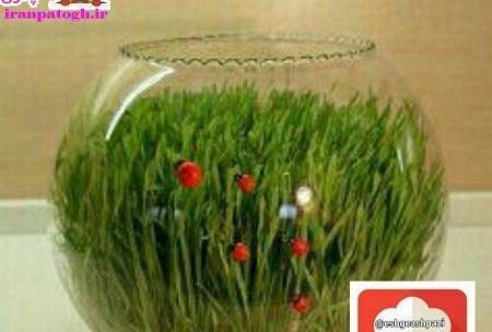 عکس سبزه عید توی تنگ ماهی
