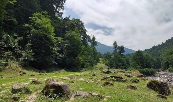 عکس جایی سرسبز