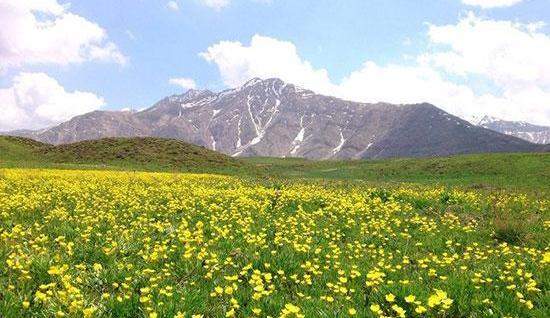 عکس جایی سرسبز