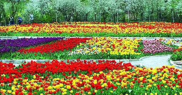 عکس جایی سرسبز