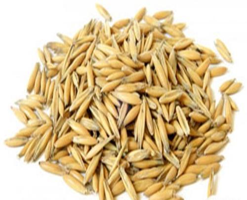 عکس جو سالم