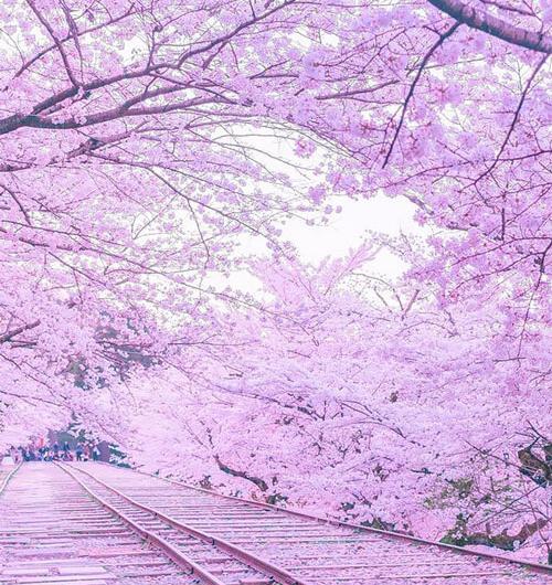 عکس طبیعت زیبای ژاپن