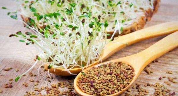 عکس بذر یونجه