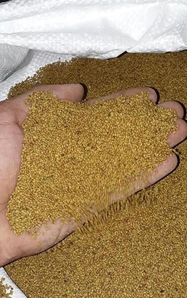 عکس بذر یونجه