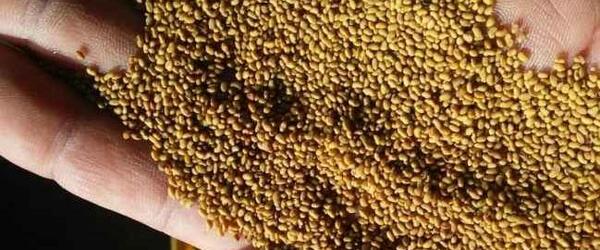 عکس بذر یونجه