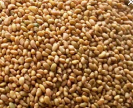 عکس بذر یونجه