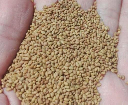 عکس بذر یونجه