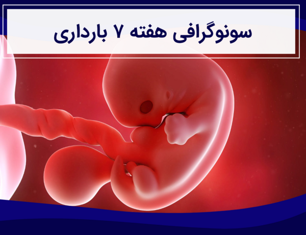 عکس قلب جنین در هفته هفتم