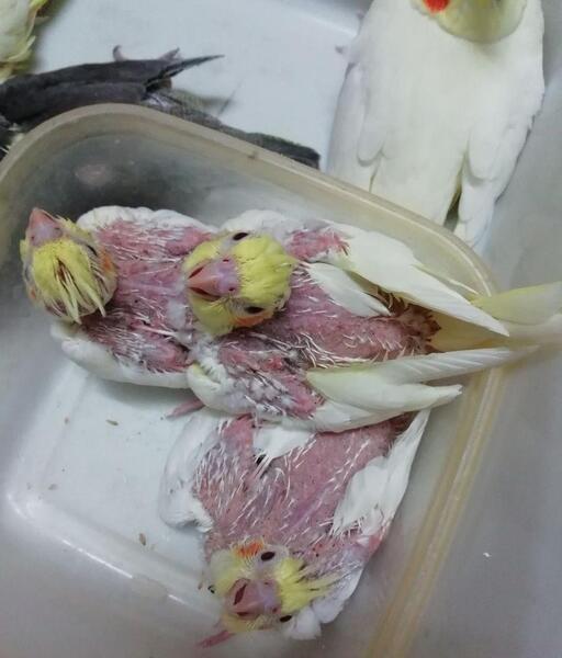 عکس شپش پرندگان