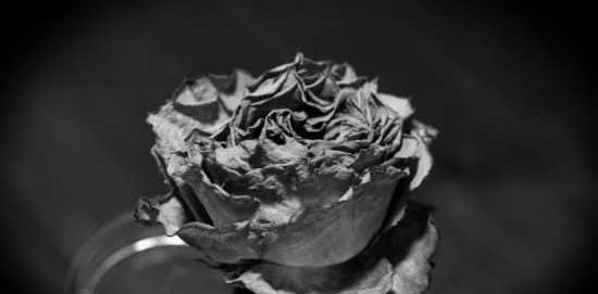 عکس گل پژمرده سیاه