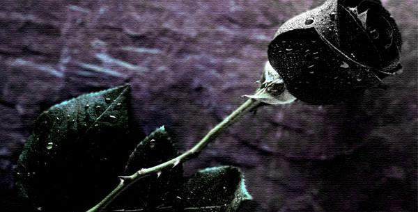 عکس گل پژمرده سیاه