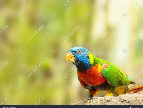 عکس لوری رنگین کمان