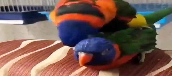 عکس لوری رنگین کمان