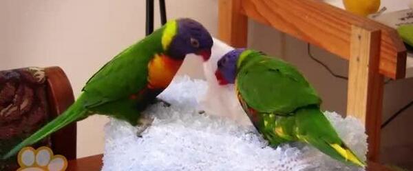 عکس لوری رنگین کمان