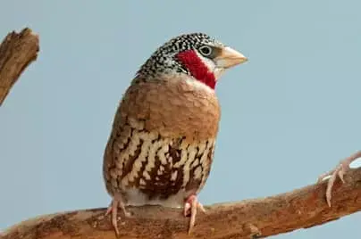 عکس انواع ذرت ها