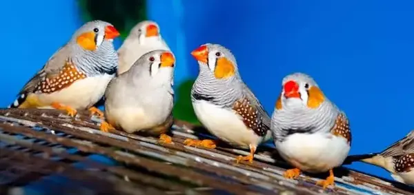 عکس انواع ذرت ها