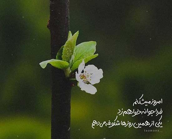 عکس رمانتیک بهاری