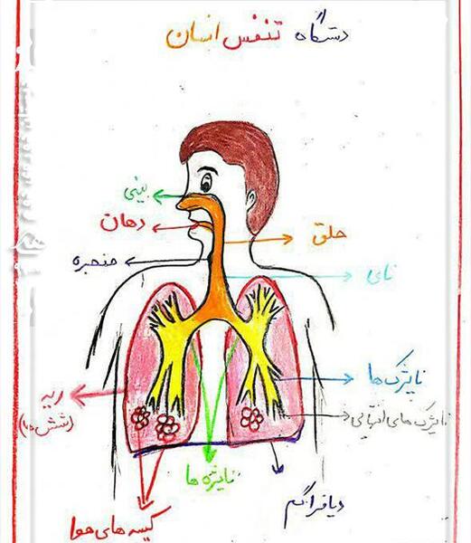 عکس ریه نقاشی