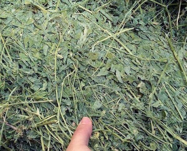 عکس یونجه خشک