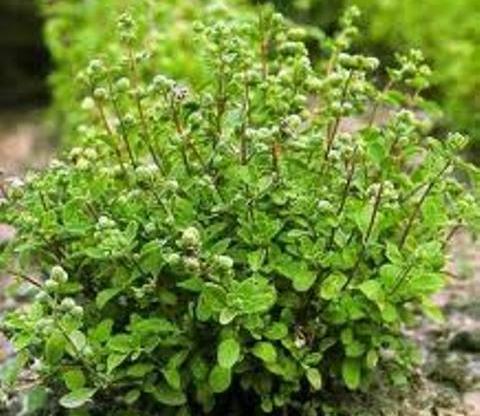 عکس مرزنجوش