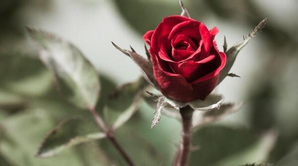 عکس گل رز اچ دی