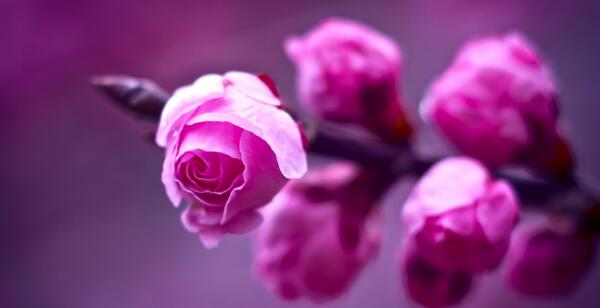 عکس گل رز اچ دی