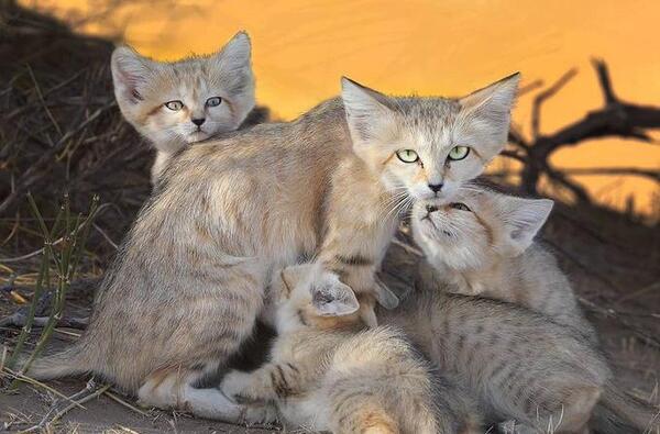 عکس قبر گربه