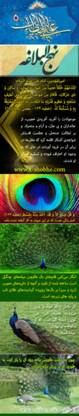 عکس جفت طاووس