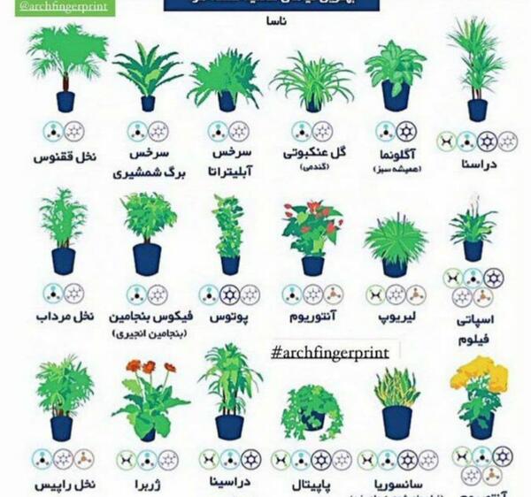 عکس زن گیاهی