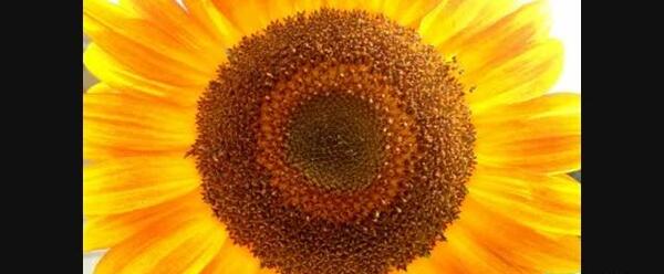 غزل عکس روی تو چو در آینه جام افتاد