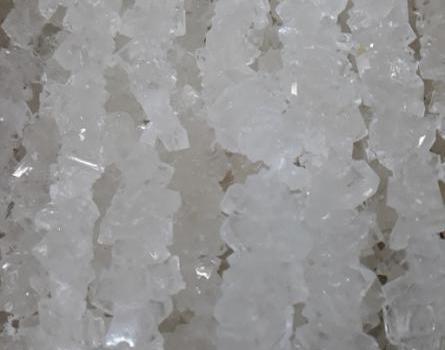 عکس نبات سفید