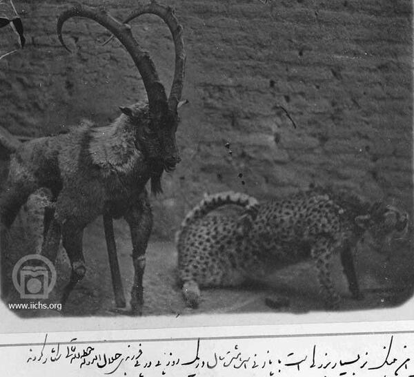 عکس ملکه عینه