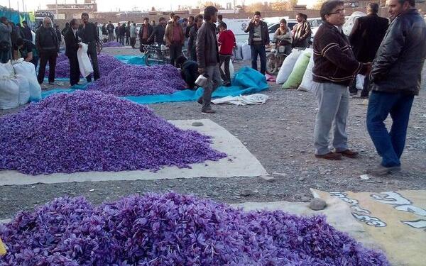 عکسهای زمین زعفران