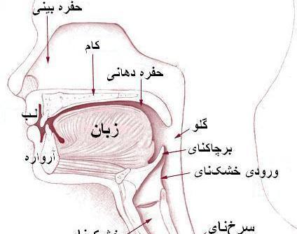 عکس داخل بینی انسان