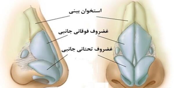 عکس داخل بینی انسان