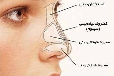 عکس داخل بینی انسان