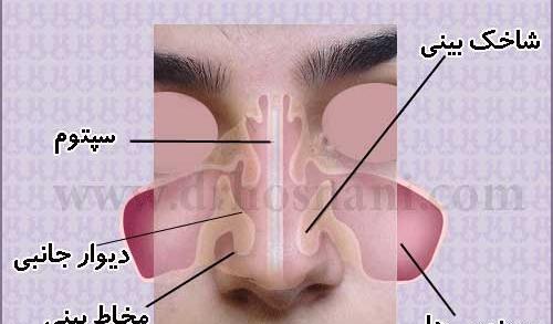 عکس داخل بینی انسان