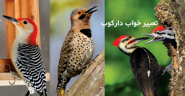 عکس دارکوب در جنگل